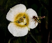 Calochortus subalpinus - Cascade Mariposa Lily 18-0929_1